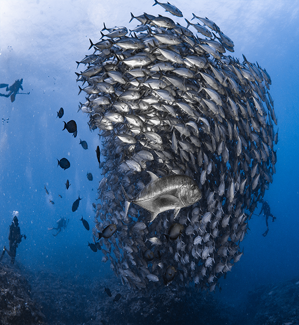 fan dive